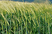 Cereal crop. Navarre. Spain