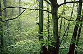 Forest. Udana Pass. Aitzgorri. Gipuzkoa. Spain