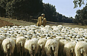 Flock and shepherd. Burgos province. Spain