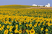 Field of sunflowers. Spain