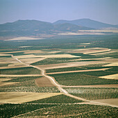 Farmlands. Consuegra. Toledo provincia. Castilla-La Mancha. Spain