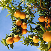Oranges, Gandia, Valencia province, Spain