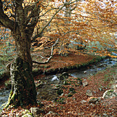 Fluss Purón. Naturpark Valderejo. Álava. Spanien