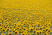 Sunflowers field. Learza estate. Near Estella, Navarre, Spain