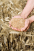 Wheat grains. Harvesting of cereals, Learza estate. Near Estella, Navarre, Spain