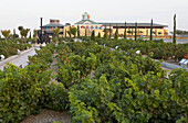 Vineyards. Museum of Viticulture, Dinastia Vivanco winery in Briones. La Rioja, Spain