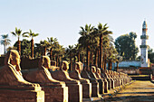 Avenue of the Sphinxes. Luxor temple. Egypt