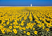Sunflowers field at Conil. Cádiz province. Spain