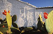 Botany, Cactus, Color, Colour, Country, Countryside, Daytime, Detail, Details, Europe, Exterior, Horizontal, House, Houses, Outdoor, Outdoors, Outside, Plant, Plants, Prickly Pear, Prickly Pears, Rural, Spain, Wall, Walls, White, B21-284134, agefotostock
