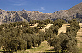 Olive grove near Carcabuey. Córdoba province, Spain