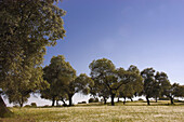 Country landscape. Villanueva de Córdoba. Córdoba province, Spain