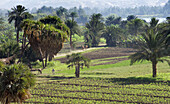 Egypt. Nile valley at Gezirah Bachir