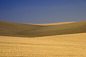 Campiña landscape near Bujalance. Córdoba province. Andalucia. Spain.