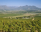 Vineyards. Stellenbosch. South Africa