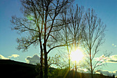 Poplars and sunset. Pyrénées Orientales. France