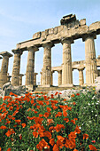 Italy. Sicily. Province of Trapani. Selinunte. Ruins of Greek temple from seventh century BC.