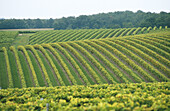 Vineyards near Segonzac, Cognac. Charente. France