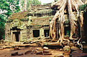 Ta Prohm temple, complex of Angkor Wat. Angkor. Cambodia