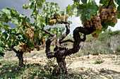 Albet i Noya vineyards, used to make organic wine. Sant Pau d Ordal, L Alt Penedés, Barcelona province, Spain