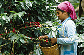 Coffee picker. Jalapa, Nicaragua