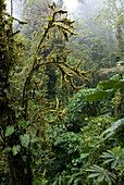 Reserva Biológica Bosque Nuboso Monteverde. Puntarenas, Costa Rica