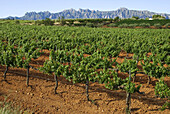 Piera vineyards, Montserrat mountain in the background. Anoia region, Barcelona province. Catalonia.Spain.