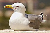  Animal, Animals, Aquatic bird, Aquatic birds, Bird, Birds, Close up, Close-up, Closeup, Color, Colour, Daytime, Detail, Details, Exterior, Fauna, Gull, Gulls, Larus occidentalis, Marine bird, Marine birds, Nature, One, One animal, Ornithology, Outdoor, O