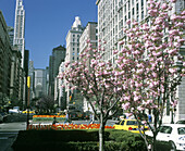 Park Avenue in spring. Manhattan, New York City. USA