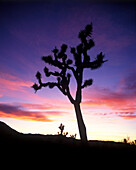 Scenic joshua trees, joshua tree National Park, California, USA.