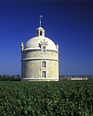 Vines, Chateau latour vineyard, Pauillac, (bordeaux) , France.