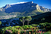 Scenic table mountain from signal hill, Capetown, South africa.
