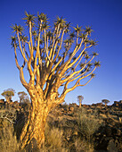 Kokerboom trees, keetmanshoop, Namibia.