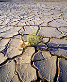 Scenic plant in dry desert pavement.