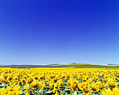 Fields of sunflowers, Andalucia, Spain.