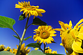 Sunflowers, Andalucia, Spain.