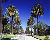 Palm trees, South windsor avenue, hollywood, Los angeles, California, USA.