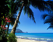 Scenic palm trees, Playa aguja beach, tarcoles coastline, Costa Rica.