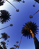 Palm trees carson street, Beverly hills, Los angeles, California, USA.