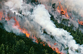 Forest fire. Provence. France