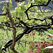 Vineyard and red flowers. Madeira Island. Portugal