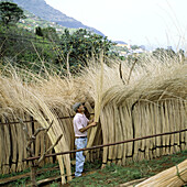 Man stacking bundles of willow sticks for drying. Madeira Island, Portugal