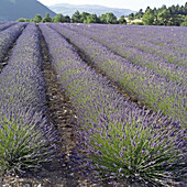 Blossoming lavender field. Vaucluse, Provence. France.