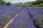 Blooming lavender field and Aurel village. Provence. France.