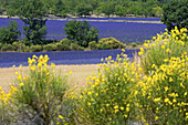 Blooming brooms and lavender field.