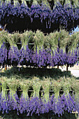 Drying lavender bunches. Provence. France.