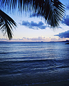 Palm tree and sea after sunset. Guadeloupe. French West Indies.
