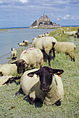 Sheep grazing. Mont Saint Michel and Couesnon River. Manche, Normandy, France