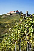 Vineyard and Staufenburg castle, Durbach. Baden-Württemberg, Germany