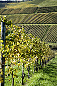 White Burgundy vineyard in autumn, Durbach. Baden-Württemberg, Germany