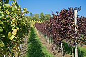 Dunkelfelder red vineyard in autumun, Durbach. Baden-Württemberg, Germany
